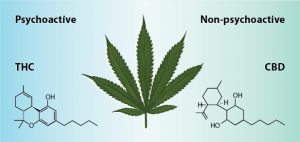 CBD Supplementen, nu verkrijgbaar!