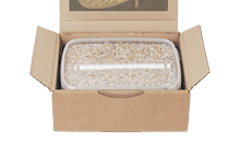 Maak kennis met de Golden Teacher paddo kweekset