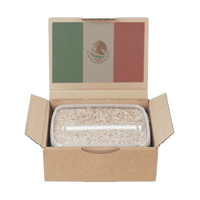 mexican paddo kweekset