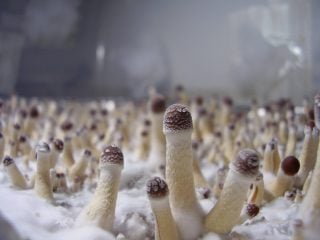 When do I harvest magic mushrooms?