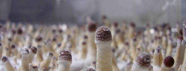 When do I harvest magic mushrooms?