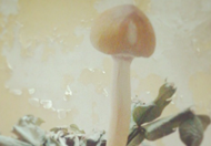 The Mushroom