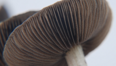 Gills of the Magic Mushroom