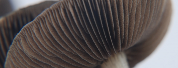 Gills of the Magic Mushroom