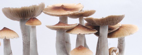 Photos of Texas Magic Mushrooms