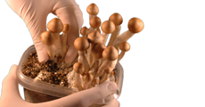 The Sterilization and disinfection of Magic Mushroom cultivation materials