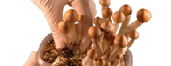 Ask Mick: Can I inject spores into a Grow Kit after the mushrooms have grown?