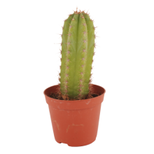 San Pedro Cactus back in stock | Magic Mushrooms Shop Blog