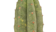 How to grow San Pedro cactus