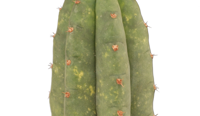 How to grow San Pedro cactus