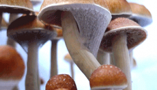 Magic Mushrooms and LSD not linked with mental health problems