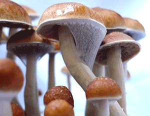  Magic Mushrooms and LSD not linked with mental health problems