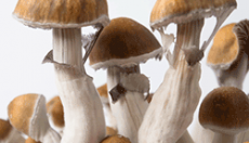 Psilocybe Cubensis - Magic Mushrooms