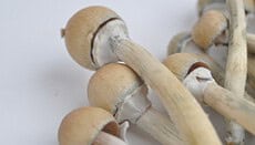 When do I harvest magic mushrooms?