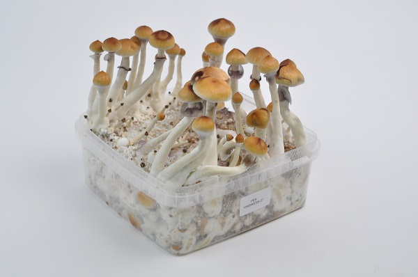 Amazonian Magic Mushrooms Grow Kit XL