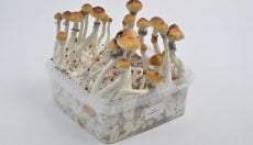 Amazonian Magic Mushrooms Grow Kit EXTRA LARGE