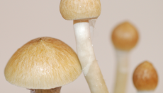 Photos of Cambodian magic mushrooms