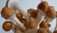 Photos of the Golden Teacher magic mushroom grow kit