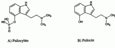 Magic Mushrooms: What is Psilocybe and Psilocin?