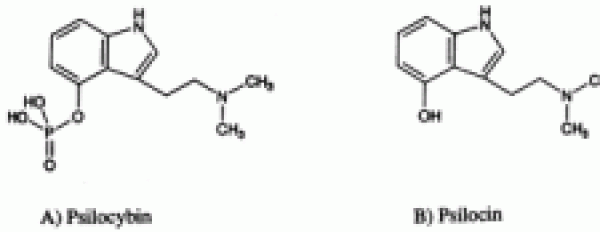 Magic Mushrooms: What is Psilocybe and Psilocin?