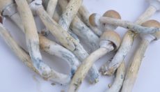 Psilocybin Mushrooms Promote Growth of New Brain Cells