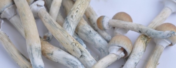 Psilocybin Mushrooms Promote Growth of New Brain Cells