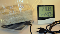 What is the ideal temperature to grow magic mushrooms?