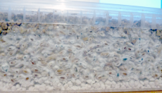 Ask Mick: There are blue spots on the substrate of my mushroom grow kit, is it contaminated?