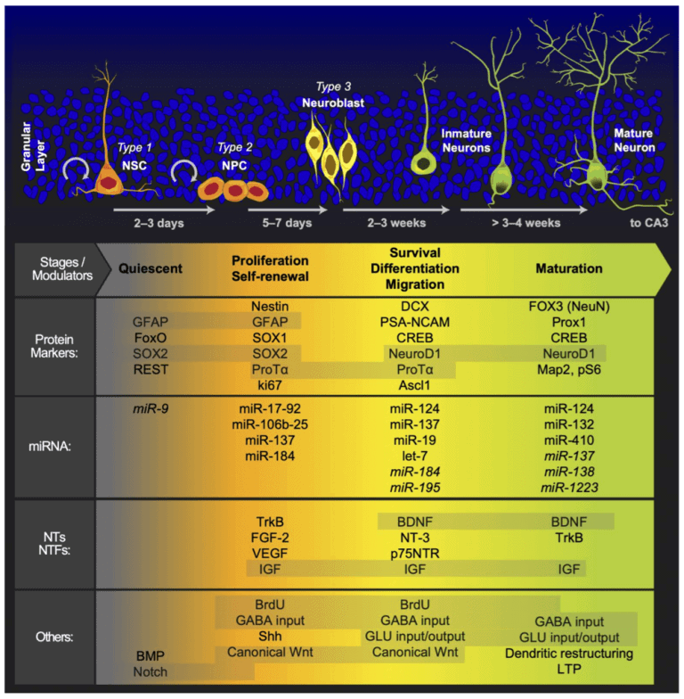 stages of hippocampal neurogenesis psilocybin new brain cells