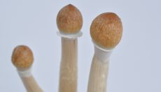 Photos of the Amazonian PES magic mushroom grow kit