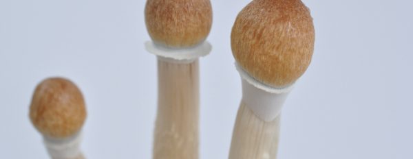 Photos of the Amazonian PES magic mushroom grow kit