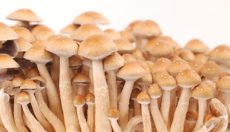 Photos of the Hawaiian PES magic mushroom grow kit