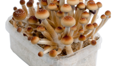 Photos of the Orissa India magic mushroom grow kit