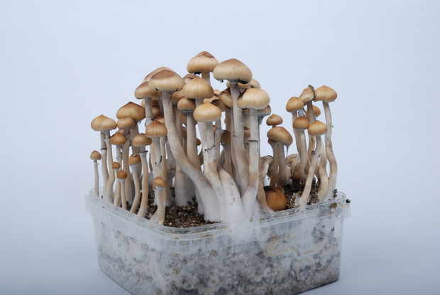 Growing magic mushrooms at home
