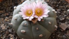 How to take peyote?