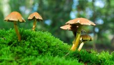 Magic Mushrooms psilocybin cubensis strains