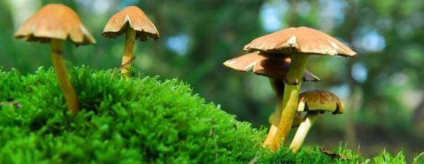 Magic Mushrooms psilocybin cubensis strains