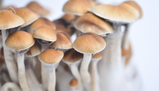 Magic Mushrooms: The Greatest Kits!