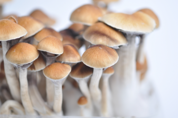 What Are The Strongest Magic Mushrooms Grow Kit Strains Magic Mushrooms Shop Blog