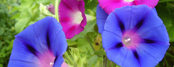 Morning Glory seeds