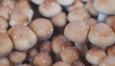 Mushroom aborts: what to do?