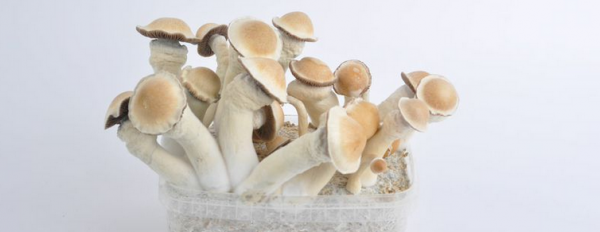 What are the strongest magic mushrooms?