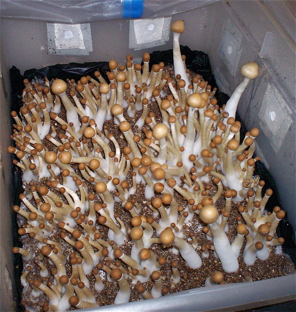 casing bulk mushrooms magic shroomery tek late mushroom growing shit substrates mycotopia sa well layer