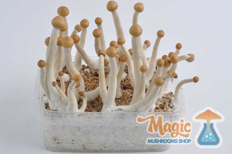 Modern Psilocybe mexicana truffles, the contemporary echo of the Hofmann psilocybin isolation