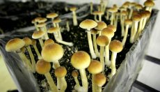 Magic Mushroom's Shop ''trippy'' News digest 1.5