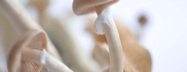 How to grow magic mushrooms? Different cultivation methods and grow teks Part 2