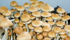 Magic Mushrooms Shop weekly ''trippy'' news digest 1.15