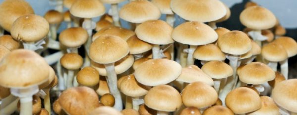 Magic Mushrooms Shop weekly ''trippy'' news digest 1.15