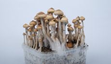 Everything you need to know about the Mazatapec magic mushrooms