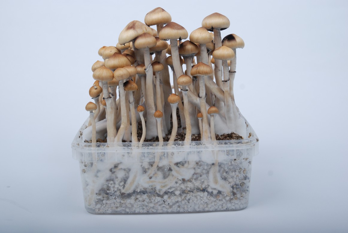 Buy Mazatapec Magic Mushrooms Online